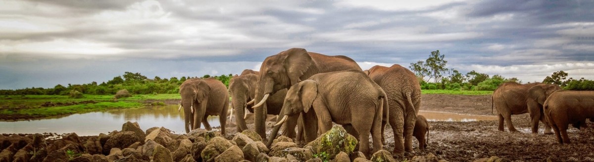 Wild & Scenic Kenya – A 7-Day Signature Safari 1
