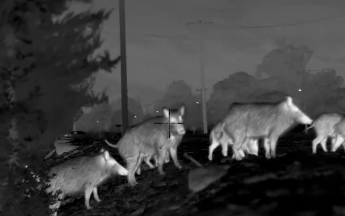 Giant Tusker Wild Boar Night Stand Hunt – 5 Days 1