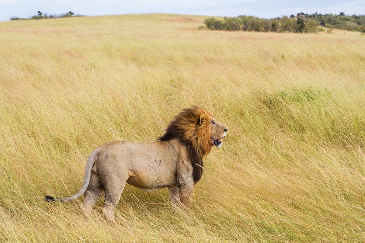 3 Day Masai Mara Budget Safari 1