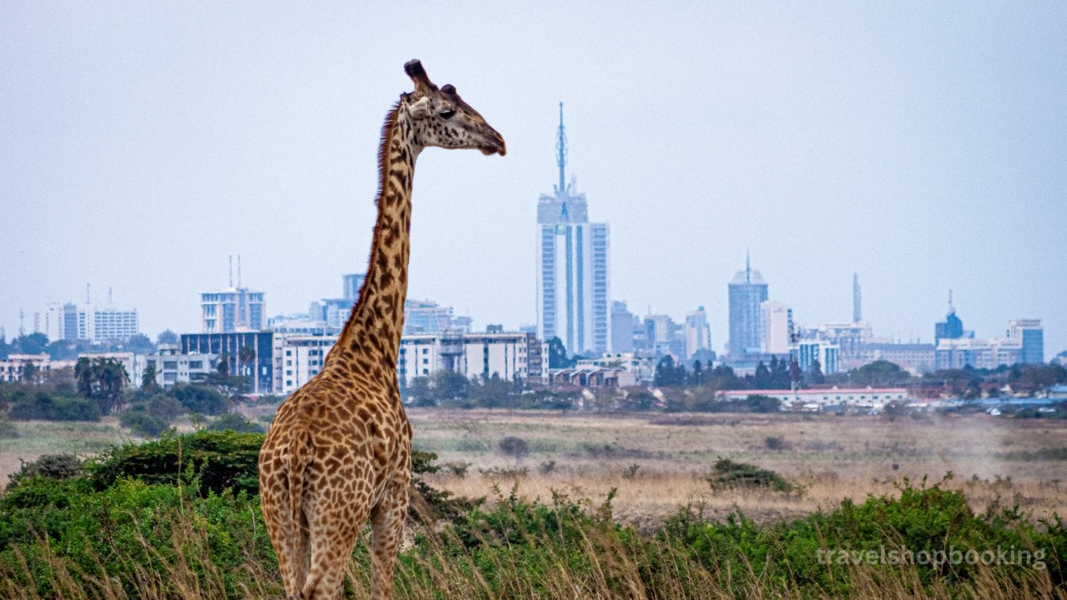 8 Days Flying wildlife & Beach Safari 1