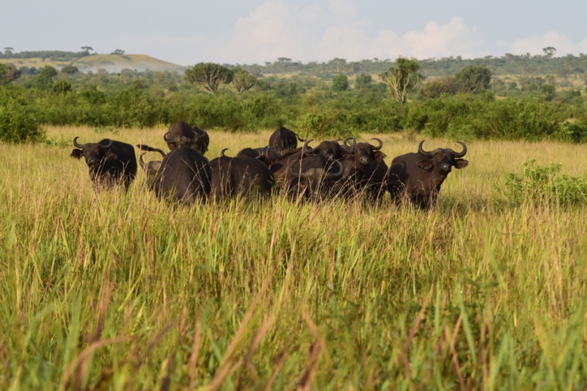 Murchison Falls & Ziwa Rhino Safari – 2 Nights / 3 Days 1