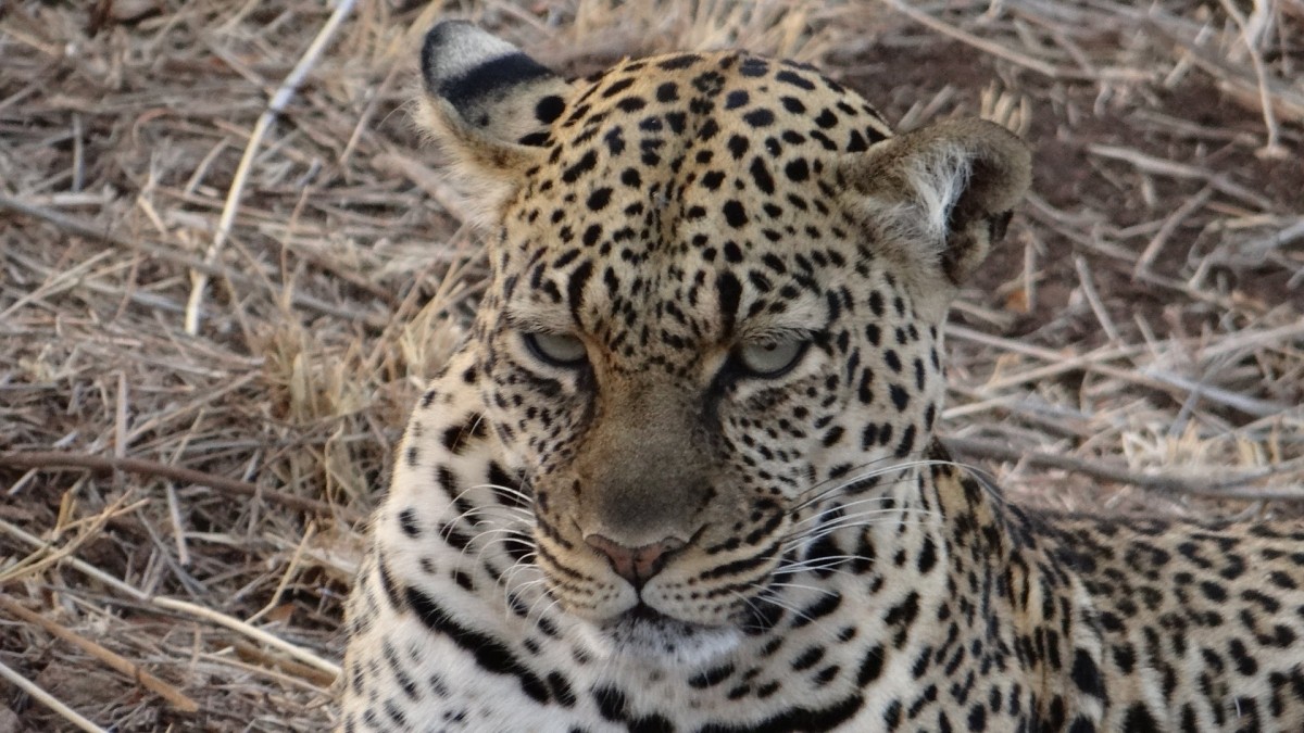 12 Days Nairobi- Samburu- Ol Pejeta- Nakuru- Masai Mara- Naivasha- Amboseli and Tsavo Experience 1