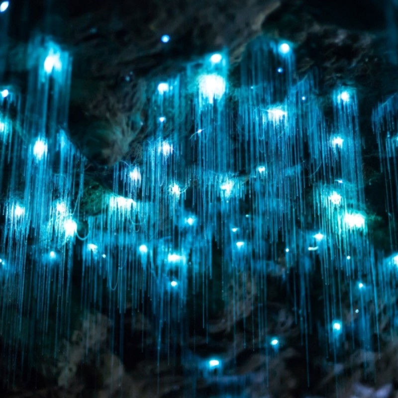 Hop on Hop off Glow Worm Day Tour from Brisbane or the Gold Coast 1