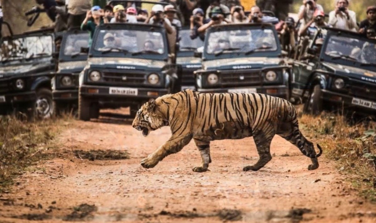 India Tiger Photography Tour 1