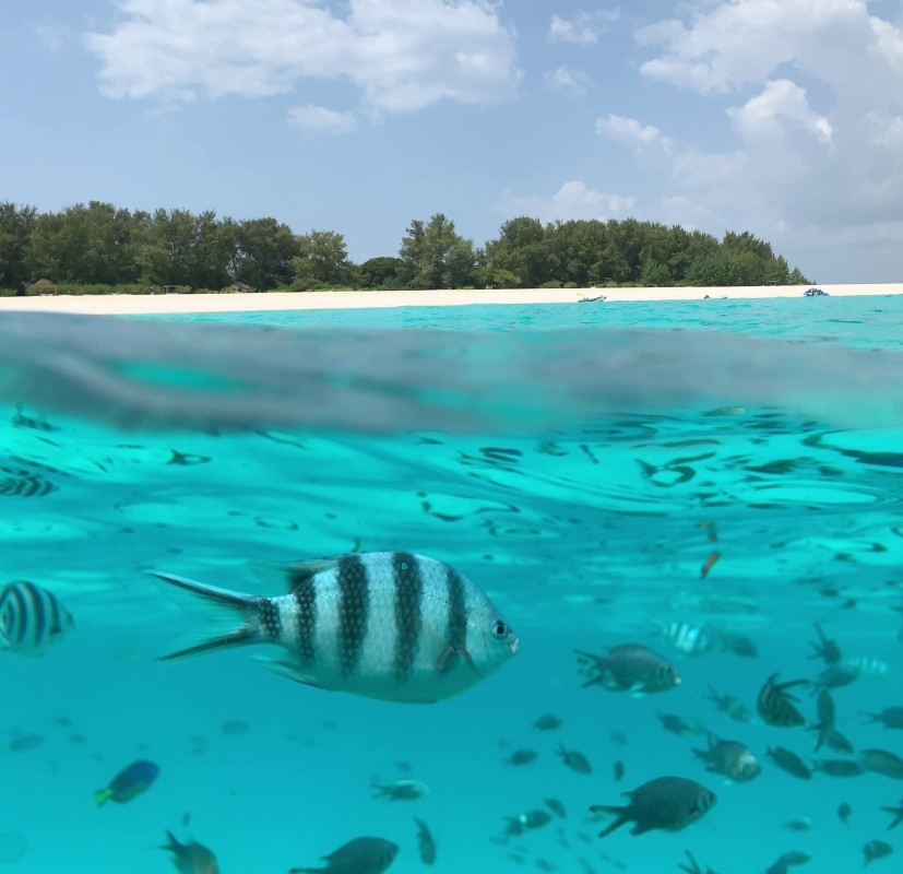Zanzibar: Mnemba Island Snorkeling & Dolphin Watching Tour with Lunch 1