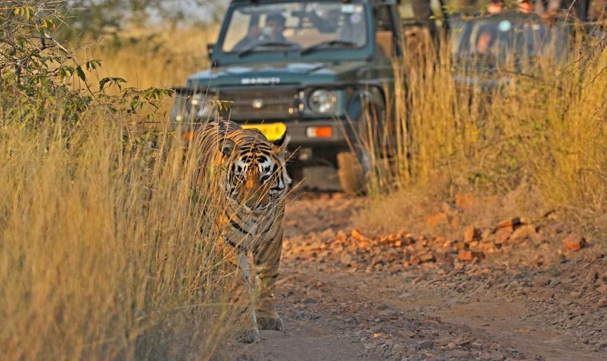 India Tigers and Taj Tour 1