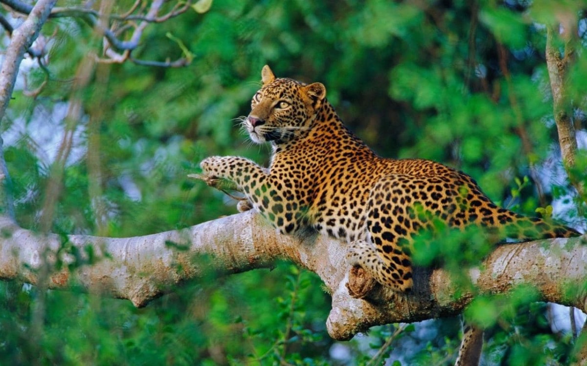 Leopards, Legends & Lakes – A Cultural Safari 1