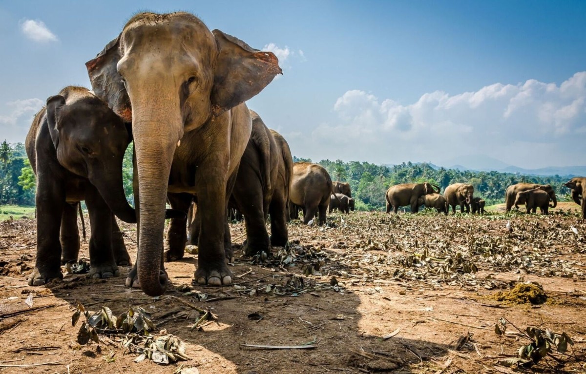Sri Lanka a Lifetime Experience 1