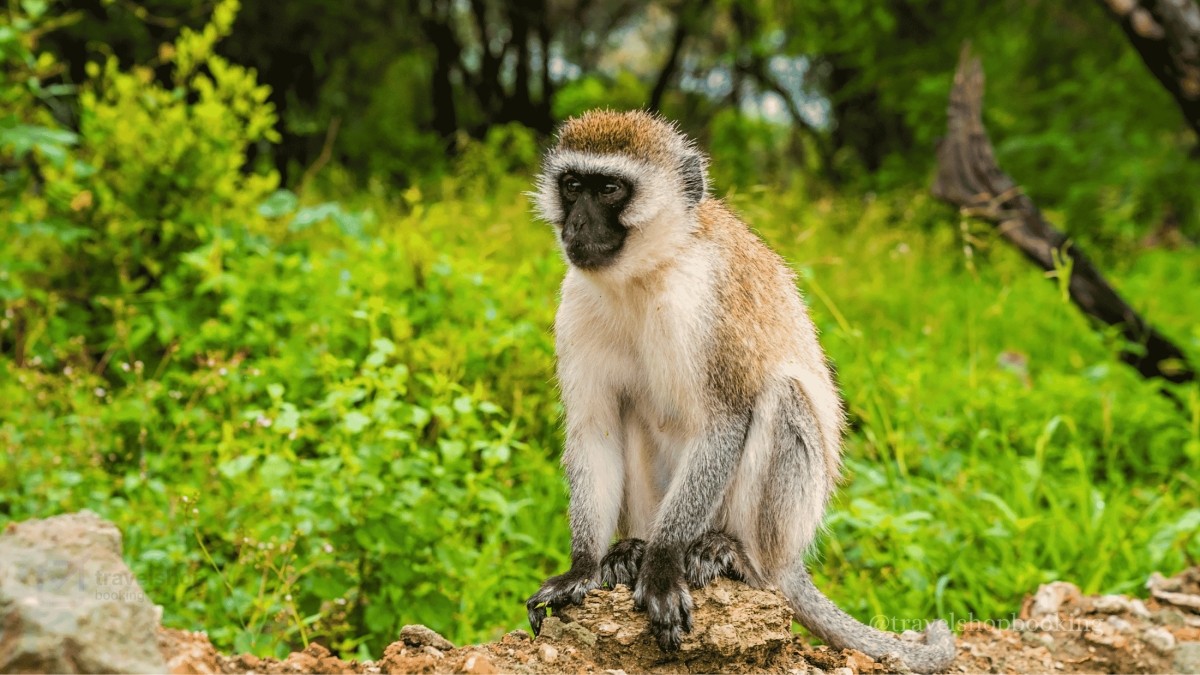 6 Days Safari Tarangire National Park, Serengeti National Park, Ngorongoro Crater and Lake Manyara 1