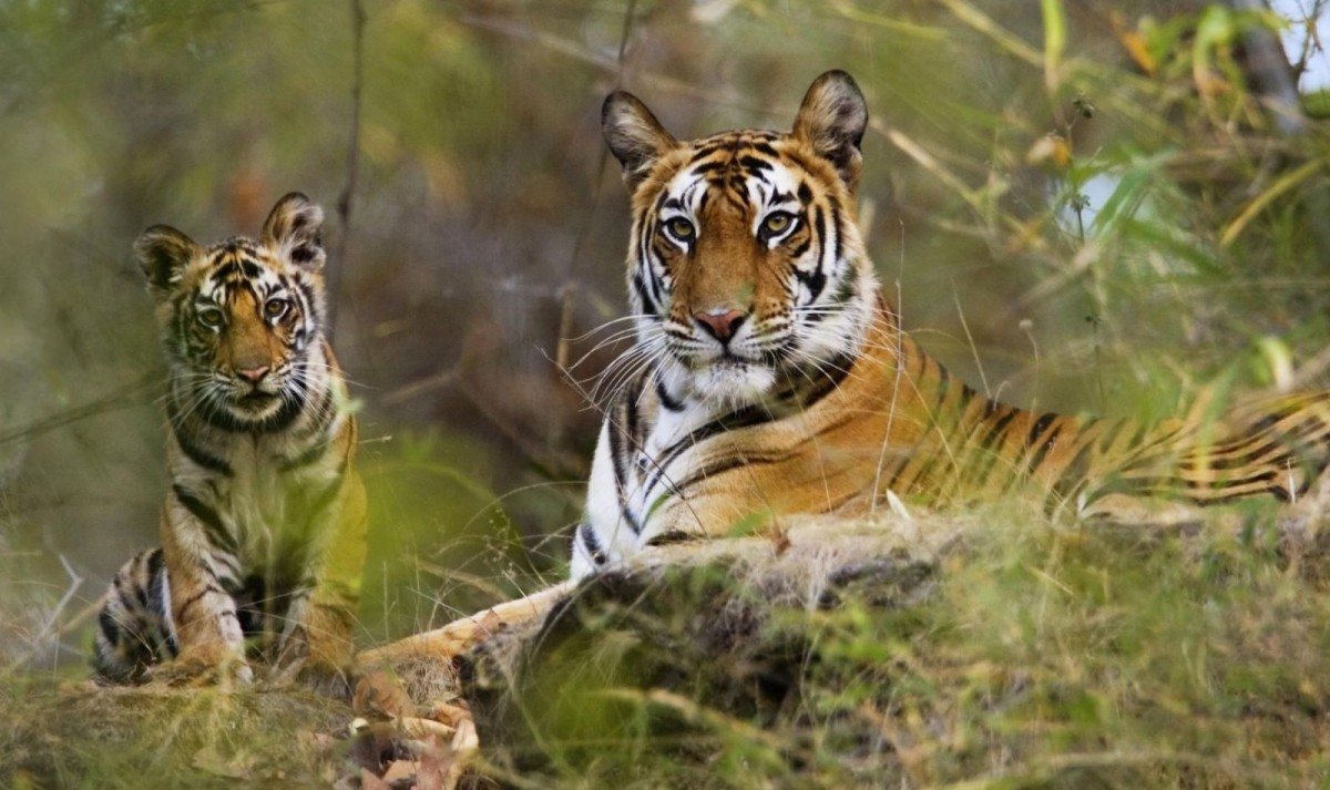 India Tiger Safari Trails 1