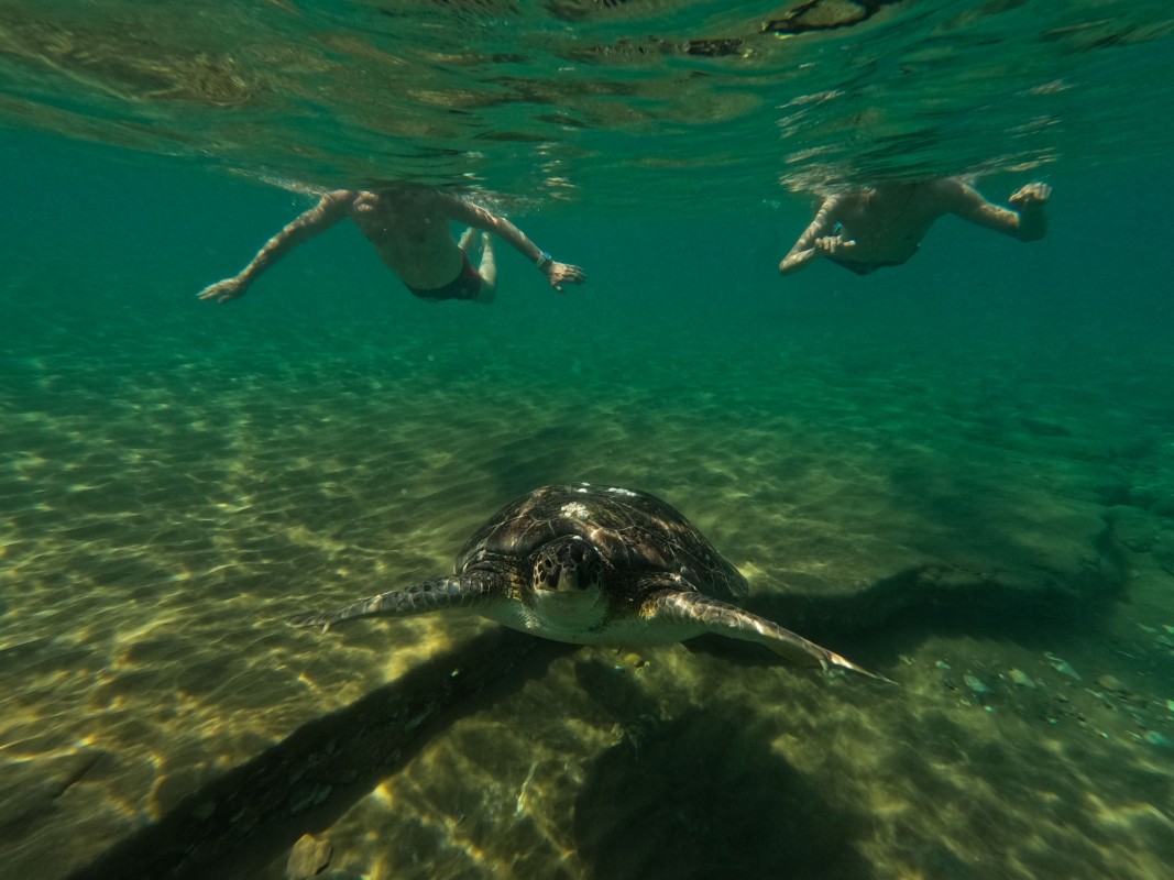 Daily Dalyan Turtle Clinic, Mud Baths & İztuzu Beach Tour from Muğla 1