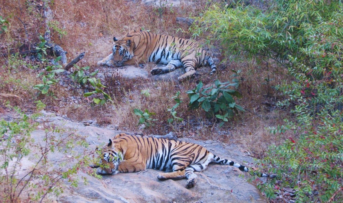 Taj & Bandhavgarh Tiger Trails 1
