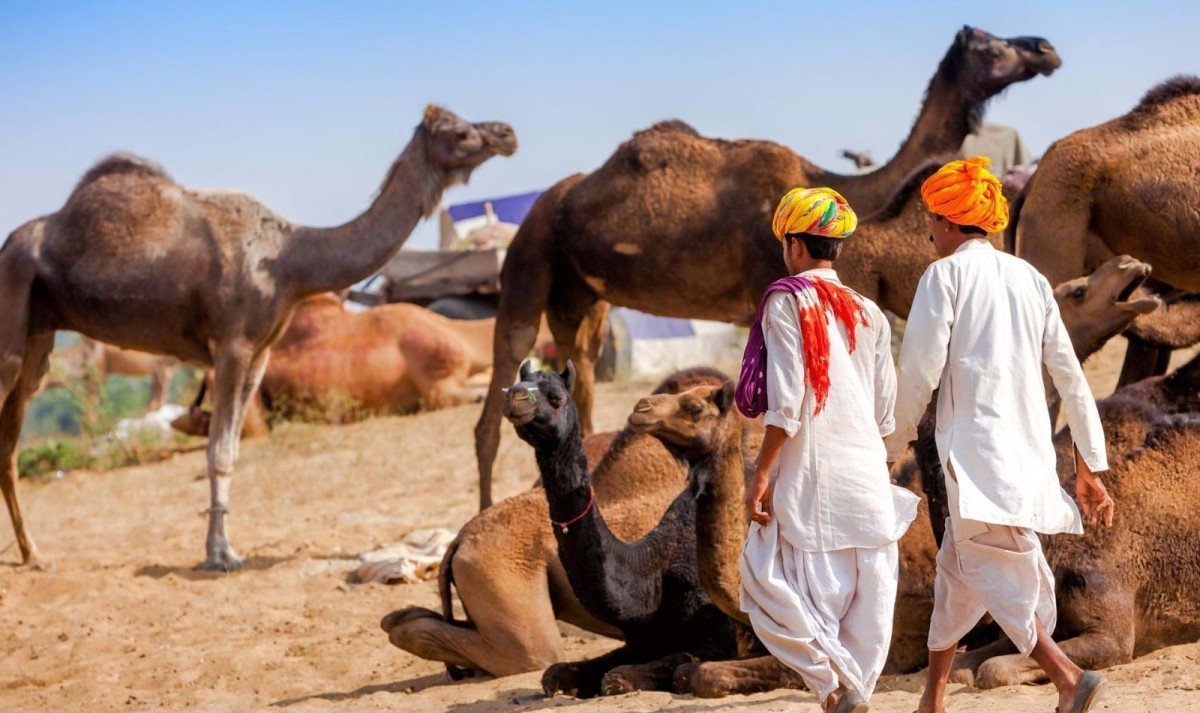 Golden Triangle & Pushkar Trails 1