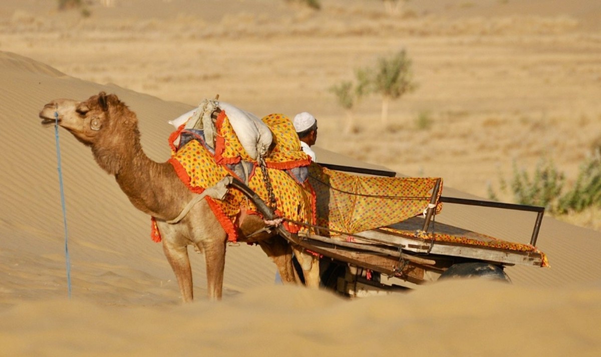 22-Day Rajasthan Heritage & Desert Safari: Delhi to Jaipur via Taj Mahal, Tigers & Royal Palaces 1