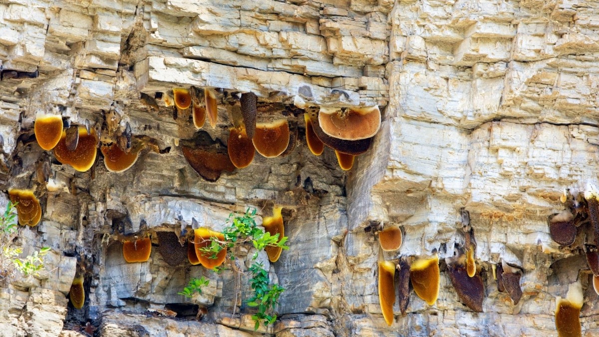 4 Day Nepal Wild Honey Hunting & Gurung Village Cultural Tour 1