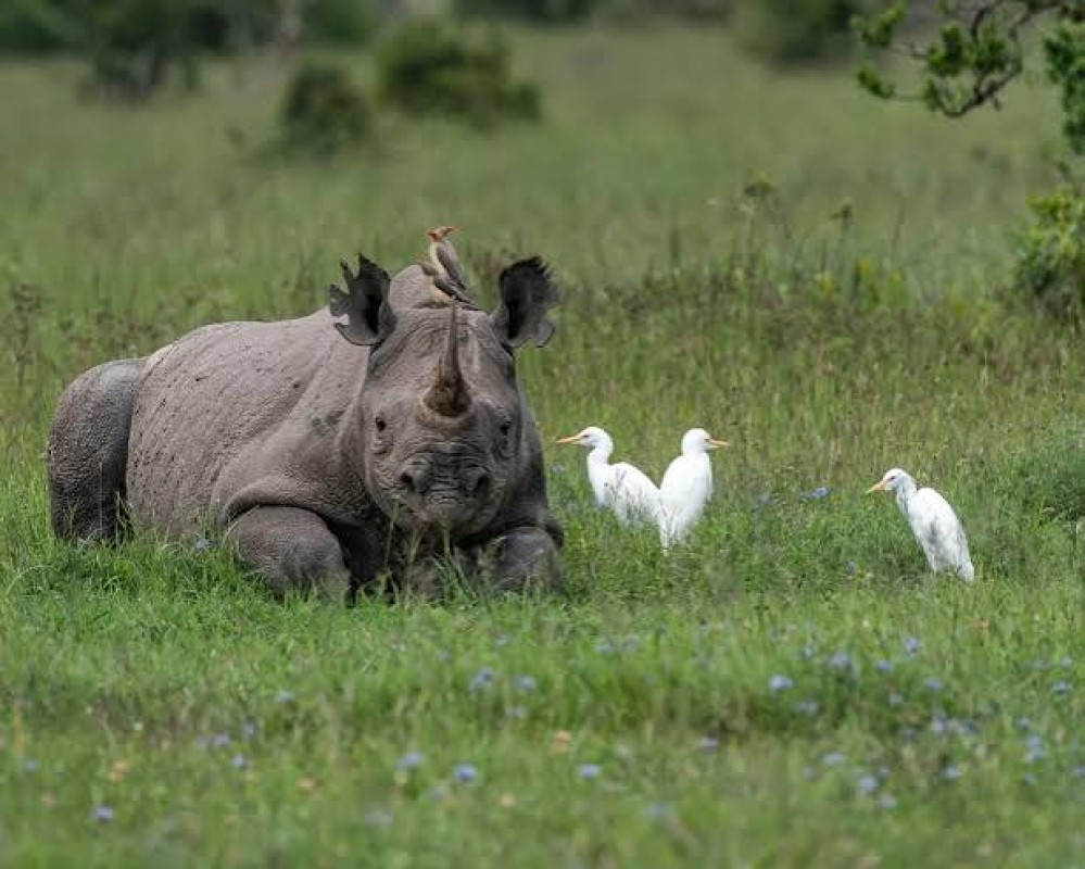 2 Days Lake Nakuru & Lake Naivasha Excursions 1