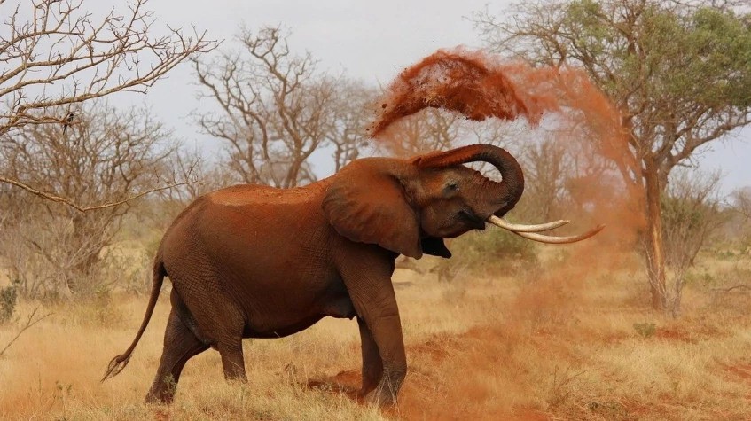 7 Days Tanzania Experience 1