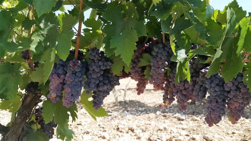Daily Thrace Grape Time Tour 1