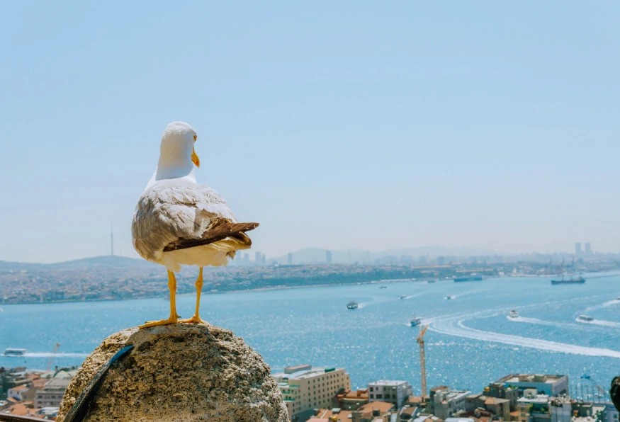 5 Days Deluxe Istanbul Tour With Raffles Hotel 1