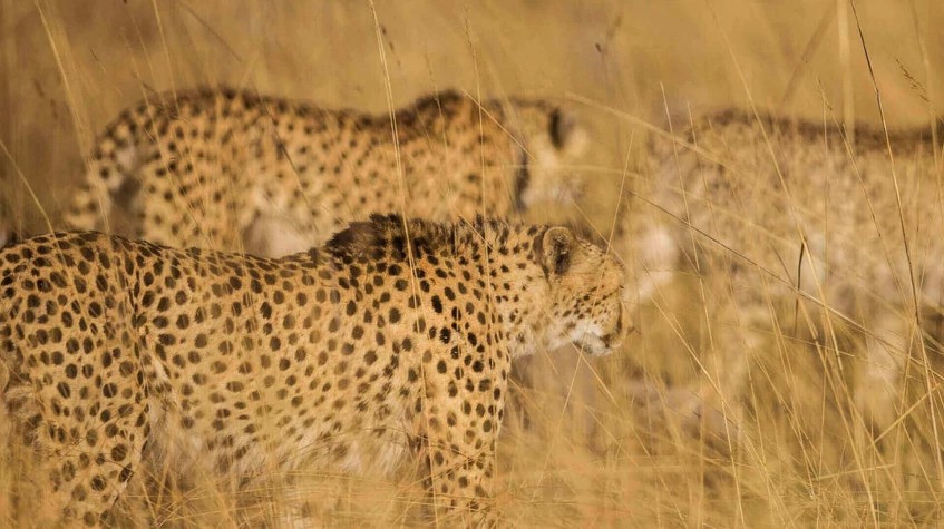 6 Days Masai Mara Wildebeest Migration Safari 1