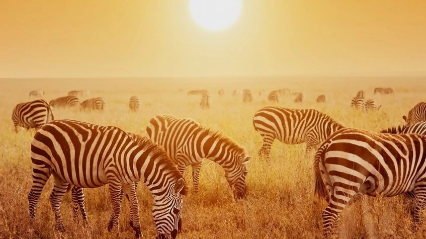 4 Days Northern Tanzania Safari 1