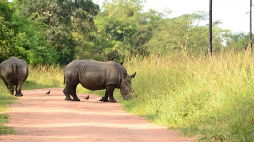 16 Days Wild Uganda Safari 1