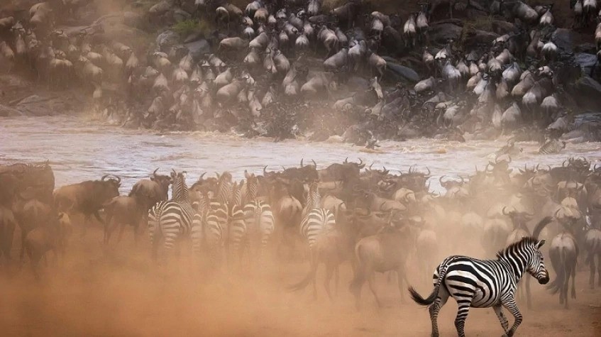 The Ultimate Migration Safari 1