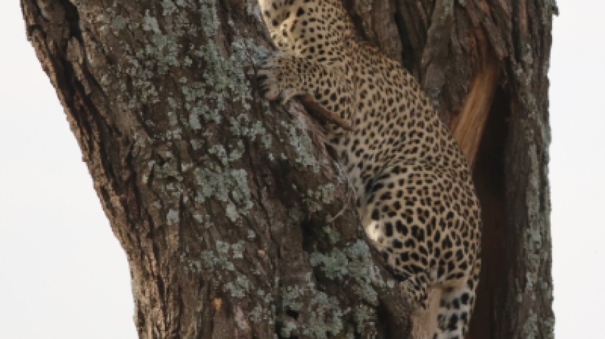 8 Days Migration Safaris Serengeti National Park Luxury Package All- Inclusive 1