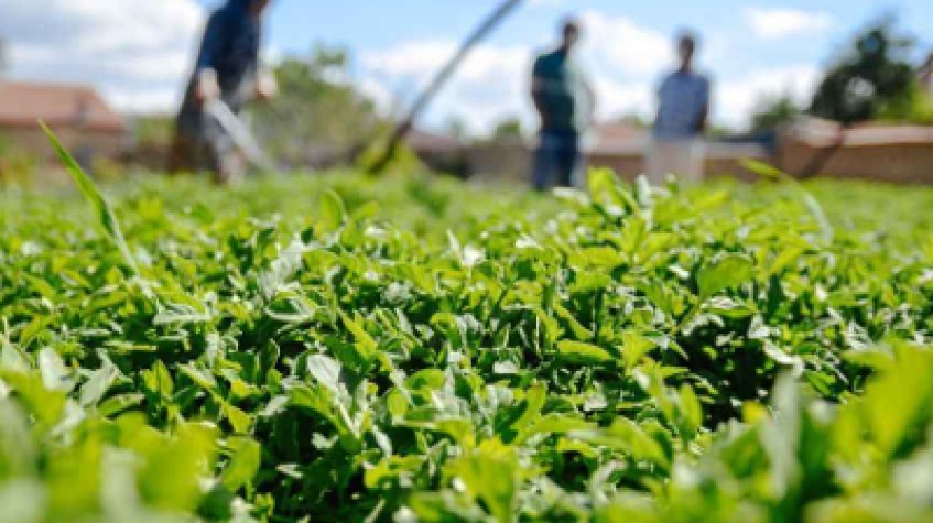 4 Days Antalya Planting Seedlings/Harvest Tour 1