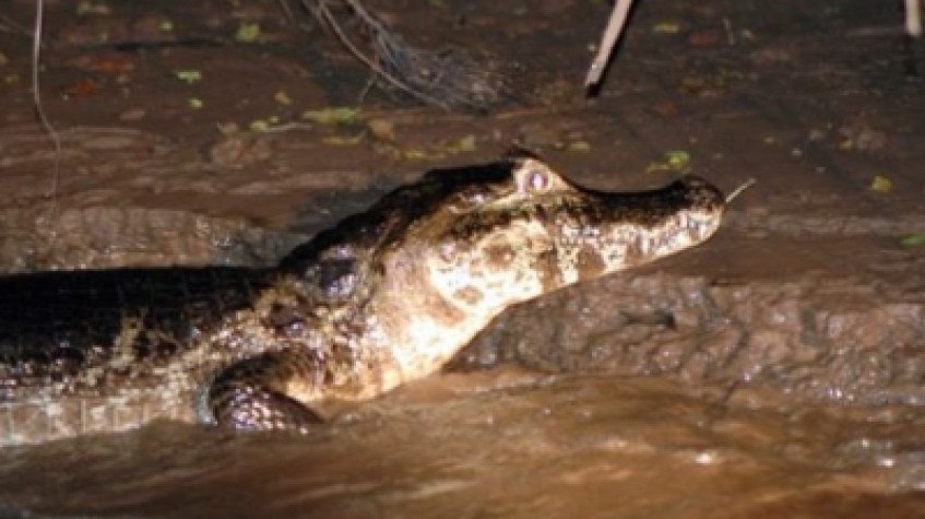 Cayman Wildlife Boat Tour – Daily River & Nature Experience (16:00–19:30) 1
