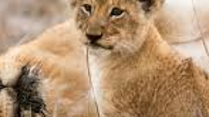 4 Days Tarangire National Park, Serengeti National Park and Ngorongoro Crater 1