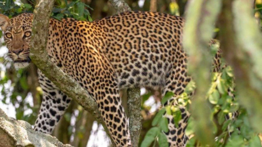 7 Days Uganda Gorillas, Chimpanzees and Wildlife Game Safari 1