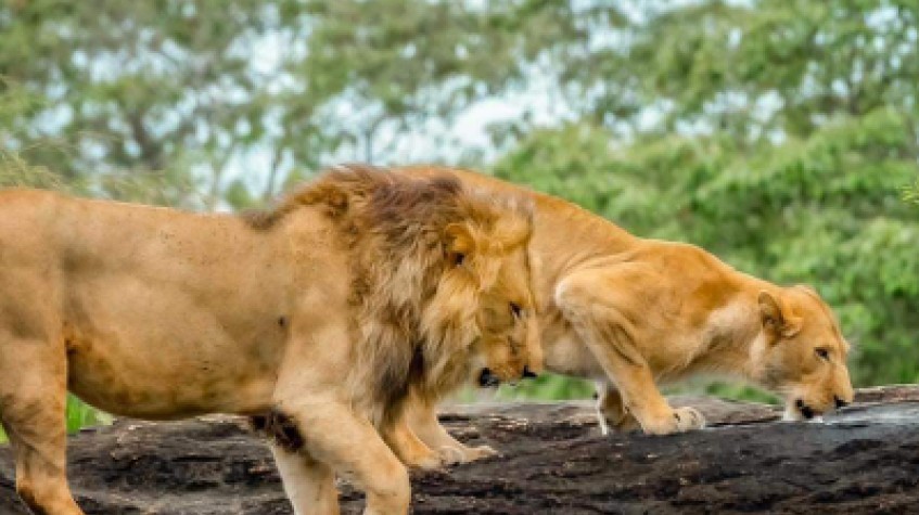 5 Days Uganda Gorillas and Wildlife Game Drive 1