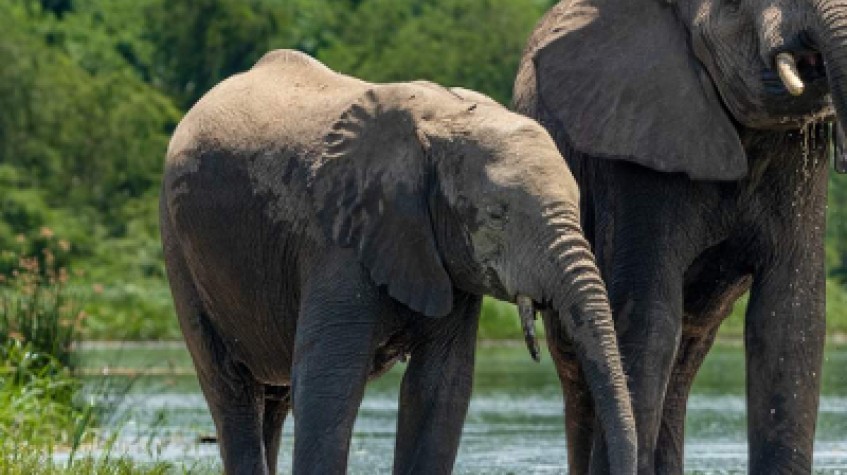 4 Days Uganda Safari to Murchison Falls National Park 1