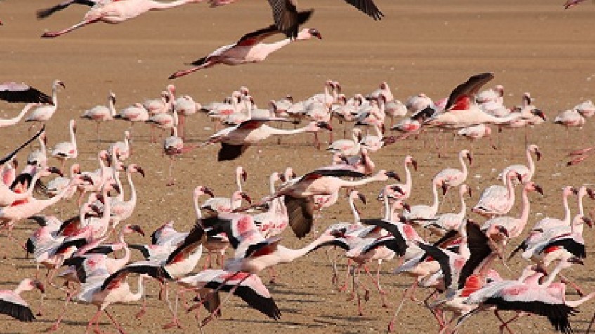 7 Days Sossusvlei, Swakopmund and Etosha National Park (Camping) 1