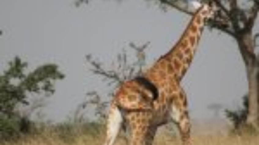 3 Days Murchison Falls Safari 1