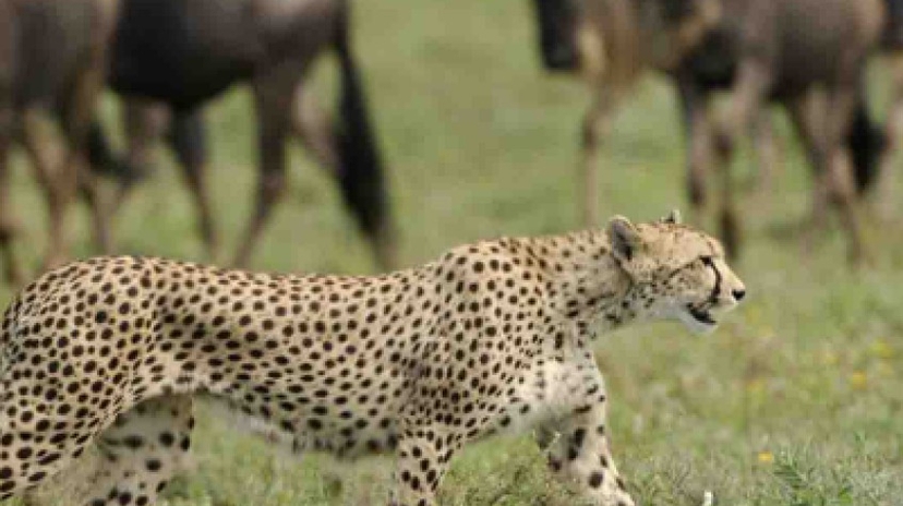 Great Migration Tanzania Adventure Safari 3