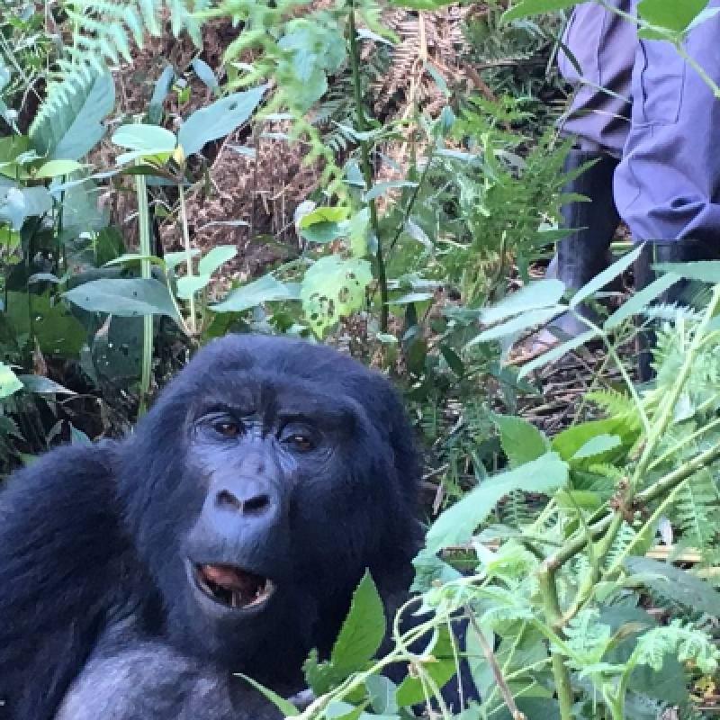 3 Days Gorilla Trekking in Rwanda 3 Days Gorilla Trekking in Rwanda