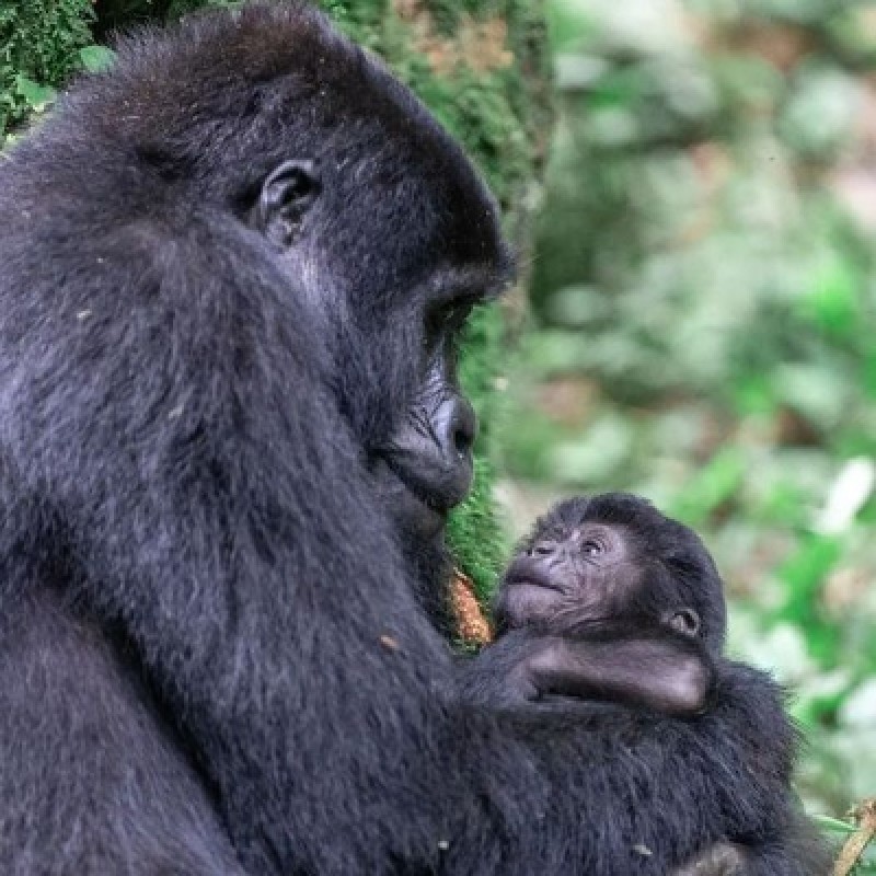 4 Days Gorilla Trekking in Uganda's Mt Mgahinga Np. 1