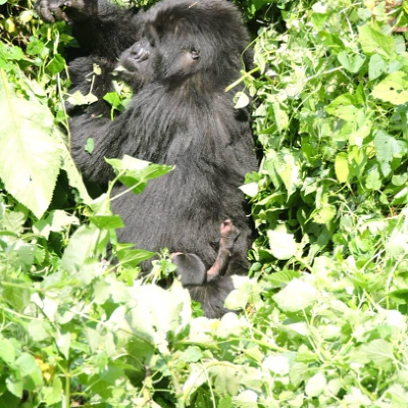 4 Days Gorilla Trekking in Congo. 3
