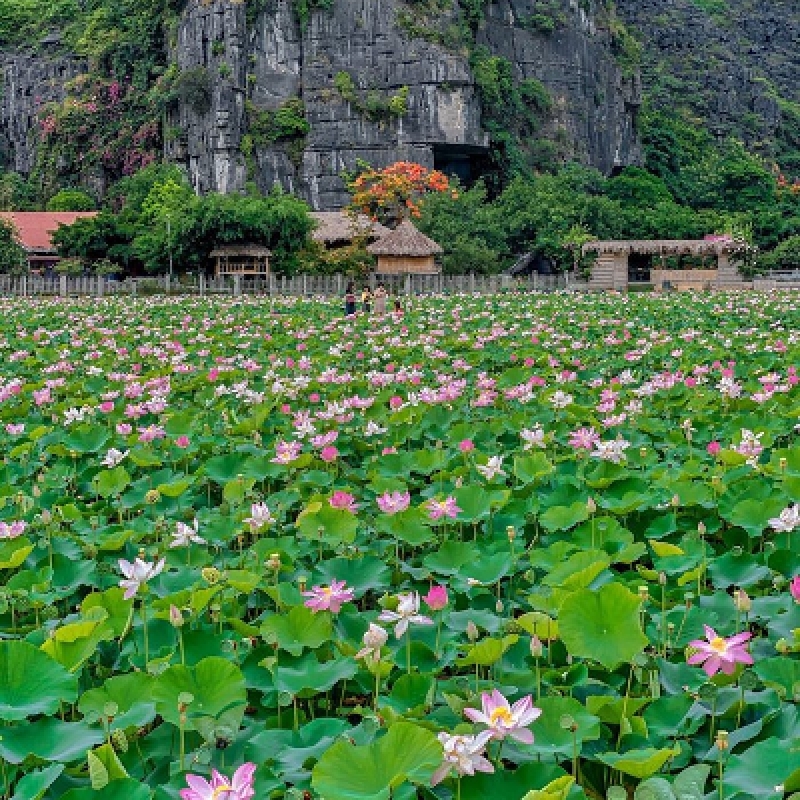 Hanoi - Tamcoc - Sapa - Halong - Hue - Danang - Hoian - Saigon - Cuchi - Cai Be (15 Days - 14 Nights) 2