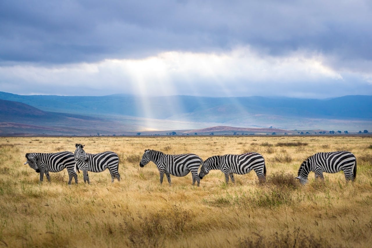 11 Days Safari Tanzania 1