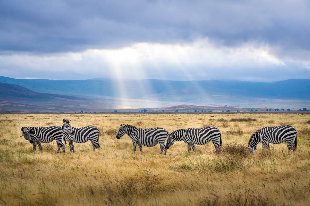 11 Days Safari Tanzania 1
