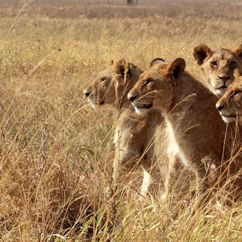 4 Days Rift Valley & Masai Mara 1