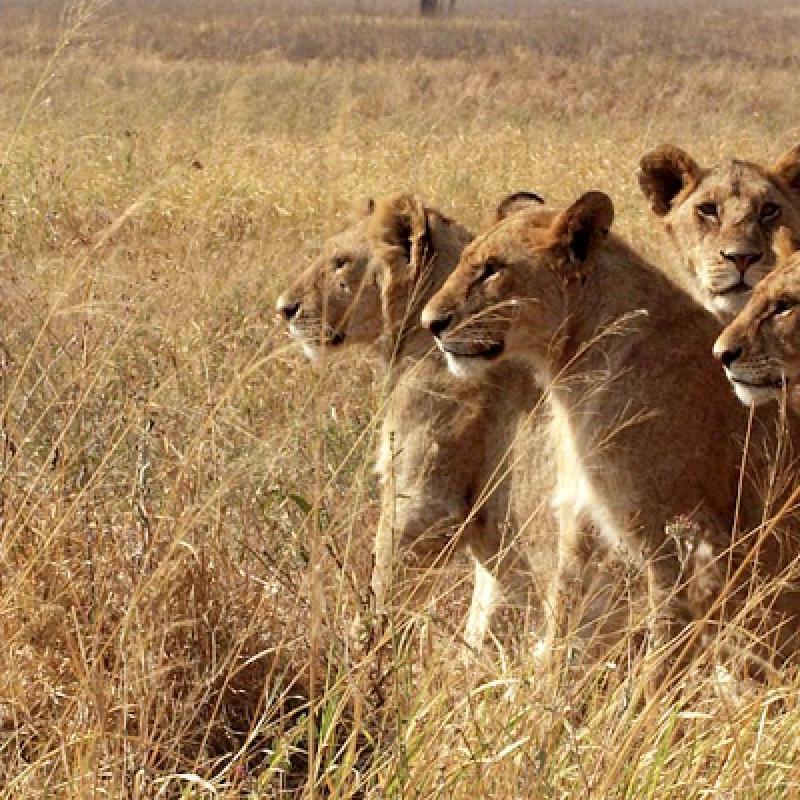 4 Days Rift Valley & Masai Mara 4 Days Rift Valley & Masai Mara