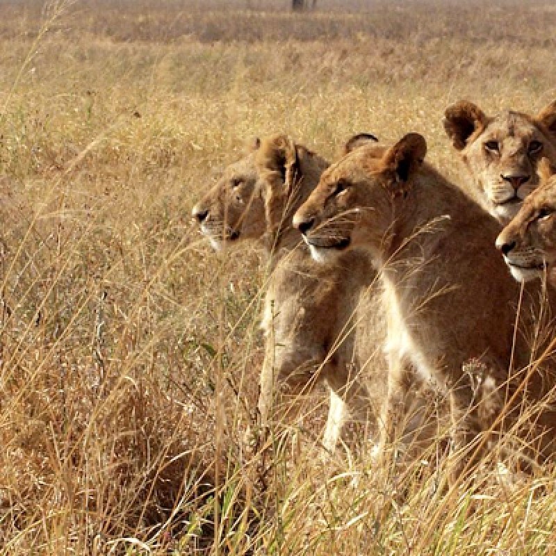4 Days Rift Valley & Masai Mara 1