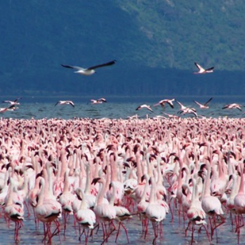4 Days Rift Valley & Masai Mara 4