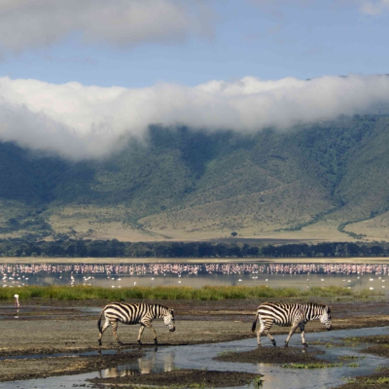 8 Day Tanzania and Kenya Safari Experience Serengeti and Masai Mara 2