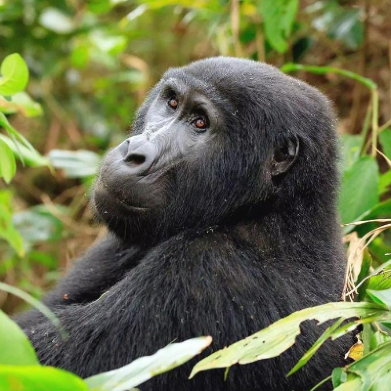 3 Days Gorilla Trekking Safari in Uganda 1