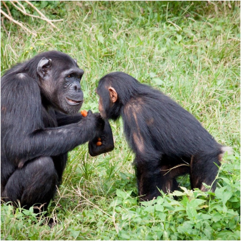 3 Days Gorilla Trekking Safari in Uganda 2